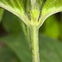 Hedyotis nodulosa Arn.